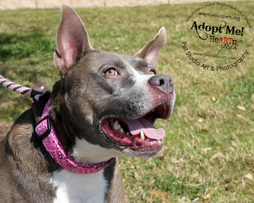 Pink paisley dog collar best sale