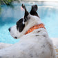 Orange Paisley Bandana Print Dog Collar - Handmade by Kira's Pet Shop, Model Photo by Pet Studio Art