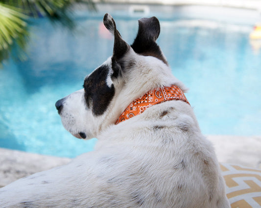 Orange Paisley Bandana Print Dog Collar - Handmade by Kira's Pet Shop, Model Photo by Pet Studio Art